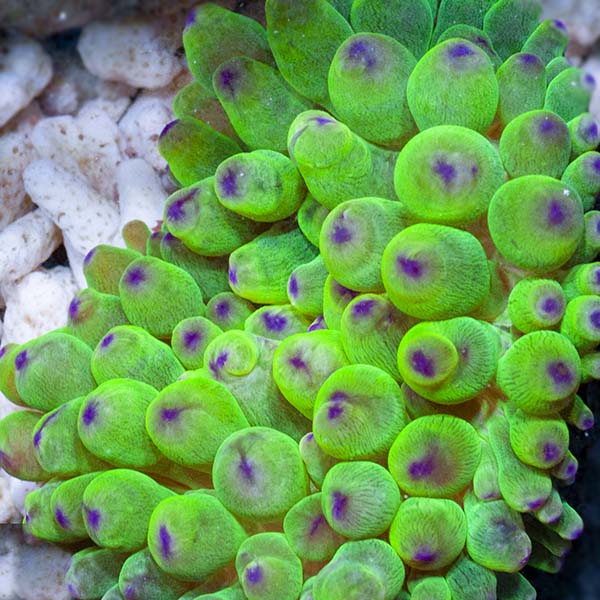 Watermelon Bubble Tip Anemone (Entacmaea quadricolor) | Marine